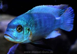 Metriaclima fainzilberi 'Mara Rocks'